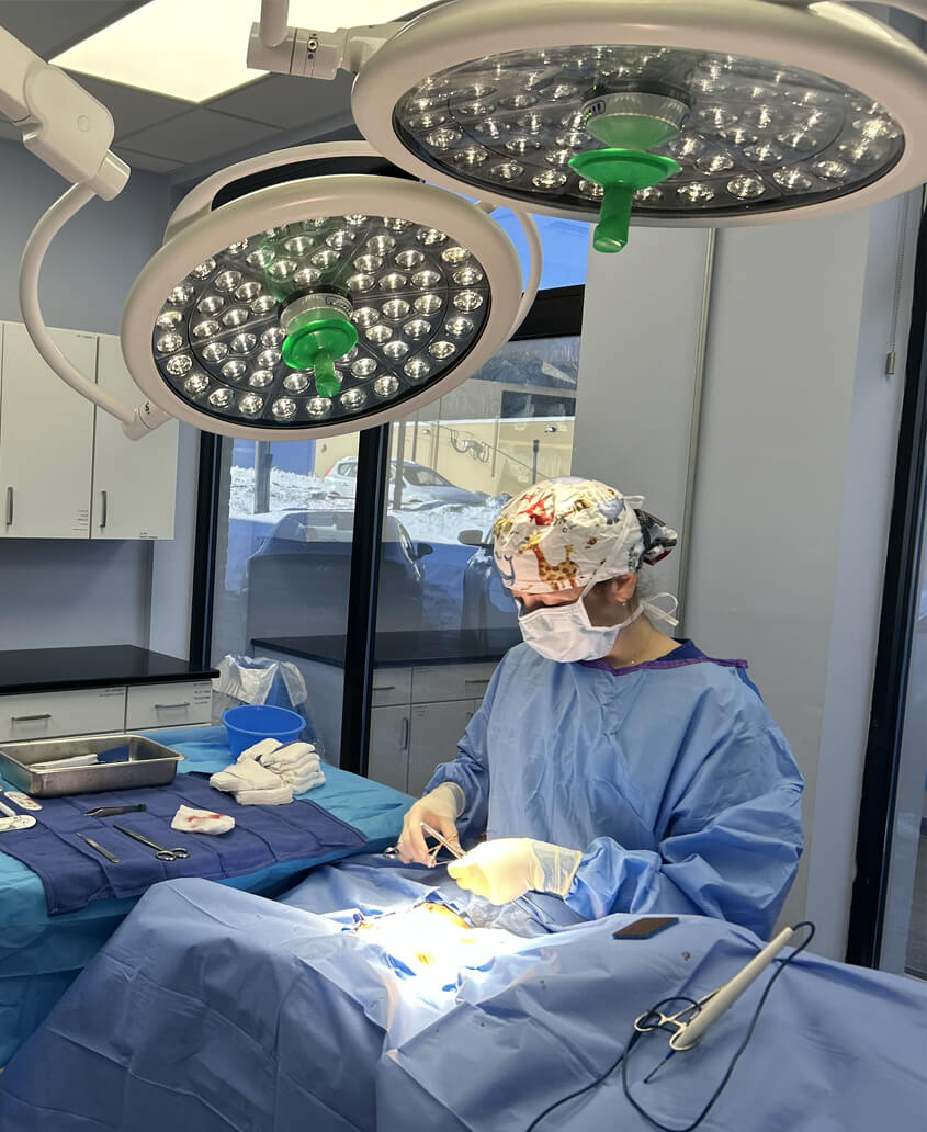 Dr. Anna Dunlap, DVM, DACVS-SA performing surgery at Integrity Veterinary Center