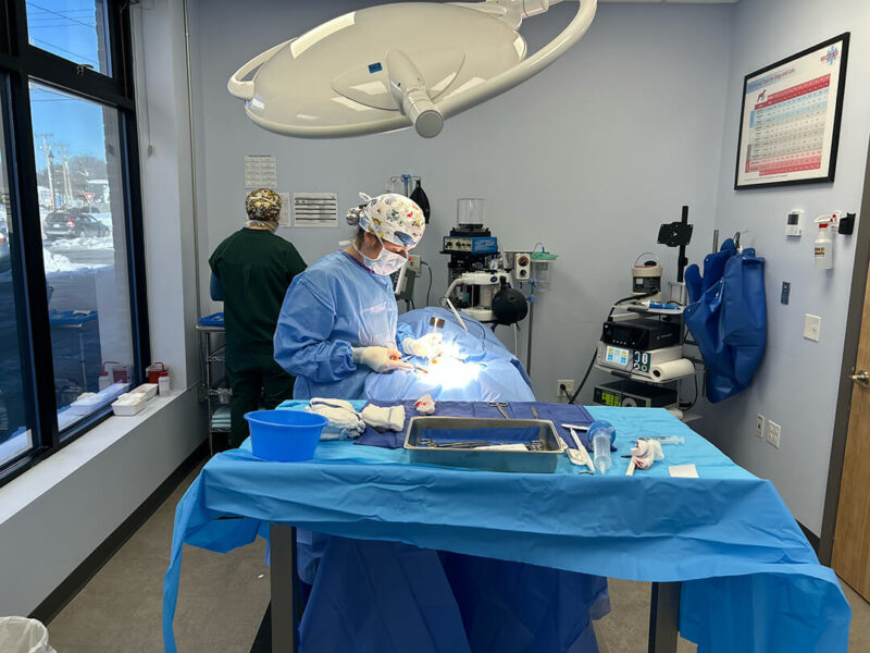 Dr. Anna Dunlap, DVM, DACVS-SA performing surgery at Integrity Veterinary Center